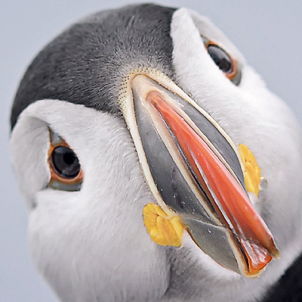 Puffin Bill